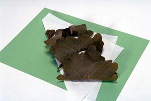 東京シーシャカフェは大人の憩いの場所