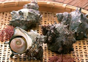 大阪のお好み焼きグループ「ぼてぢゅう」の魅力と店舗情報