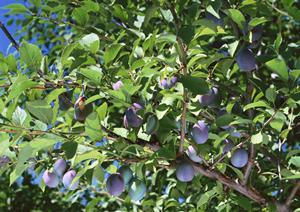 那覇の魅力を満喫できる株式会社ジミー那覇店の詳細と特徴