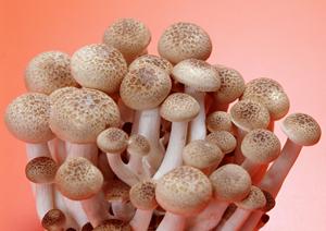 那覇市のお勧めイタリアンレストラン