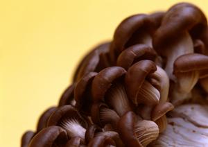 おいしい餃子が通販で購入できる